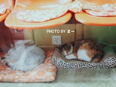 -猫咪博物馆(顶澳仔猫街店)