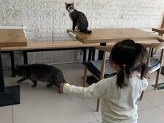 -平行世界·猫咖(首经贸店)