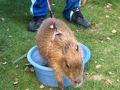 -J Create城市露营咖啡·简餐·宠物(上海动物园店)