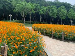 -顺峰山公园
