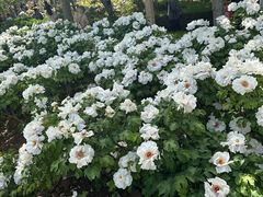 -洛阳市隋唐城遗址植物园