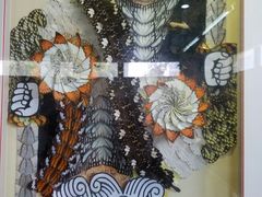 -上海昆虫博物馆