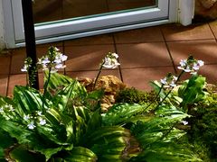 -国家植物园南园