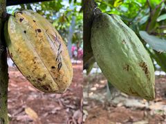 -歌斐颂巧克力小镇