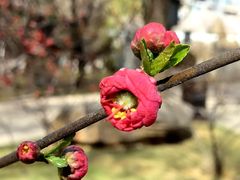 -唐城墙遗址公园