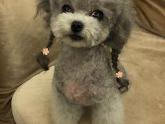 -BABYDOG宝贝狗宠物乐园(欧洲城店)