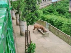 -贵州森林野生动物园