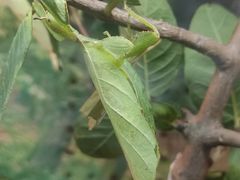 -上海大自然野生昆虫馆(东方明珠·爬宠昆虫探索中心)