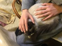 -猫色咖啡·猫咖