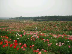 -北纬44度·金珠花海休闲农业旅游景区