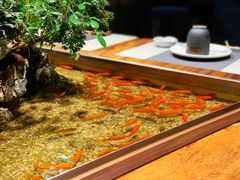 -森味薪火烧•烧鸟居酒屋•日本料理(望京店)