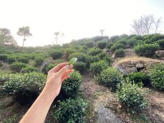 -石台牯牛降景区