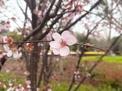 -上海市龙华烈士陵园