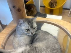 -有喵·猫咖·狗咖·30几只猫10只小狗(岗厦店)