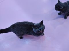 -爪爪喵星球·猫舍(前海卓越店)