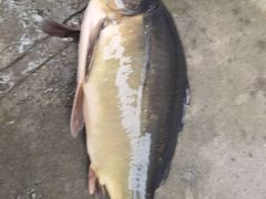 -乡土特色.冷锅鱼.牦牛肉汤锅