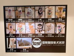 -逗柴咖啡屋·狗咖猫咖宠物桌游