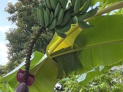 -云溪植物园