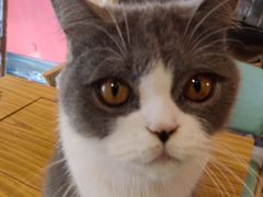 -猫色咖啡·猫咖