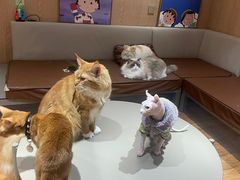 -MOCHA明星猫咖(田子坊店)
