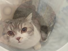 -艾吉宠物医院·疑难杂症转诊中心·猫友好(碧江路院)