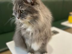 -安格丽娜·狗咖·猫咖羊驼咖(春熙路百盛商场店)