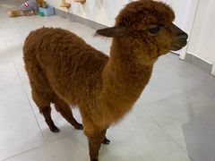 -Heymao猫咖.咖啡厅(东门店)