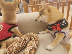 -豆柴町-柴犬主题狗咖(红鼎国际C座店)