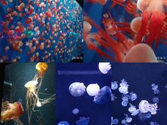 -成都浩海立方海洋公园