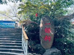 -南山植物园