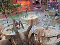 -卡通尼·Safari非洲探索乐园·生日会(金桥国际商业广场店)