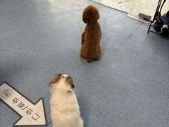 -顺强宠物诊所·狂犬免疫·夜诊·骨科(嘉定店)