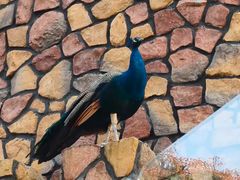 -J Create城市露营咖啡·简餐·宠物(上海动物园店)