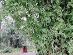 -桤木河湿地公园