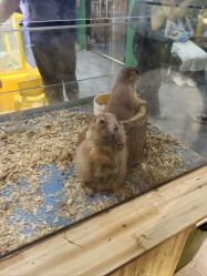 -神奇动物撸宠馆·羊驼·小浣熊·异宠(豫园店)