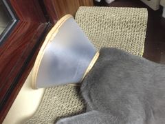 -爱侣宠医·鹦鹉专科·小型哺乳类·异宠专科(灵石路店)