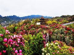 -贵州百里杜鹃风景名胜区