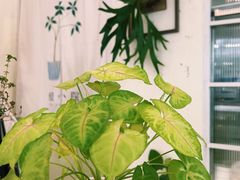 -绿小院(荔湾店)