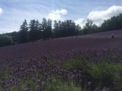 -富田农场