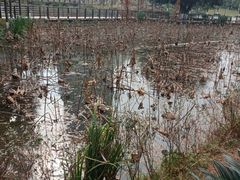 -沐仙湖湿地公园