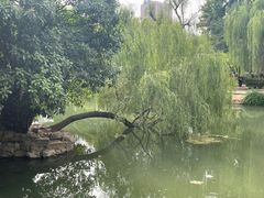 -西苑公园