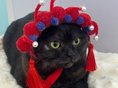 -爱洗澡的猫(望京店)