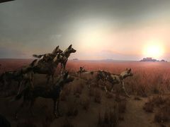 -美国自然历史博物馆