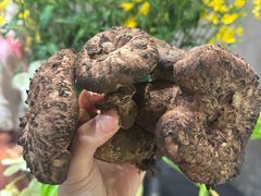 -滇野云南野生菌餐厅(陕西南路店)