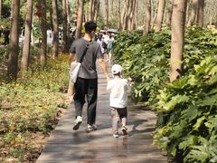 -合肥滨湖国家森林公园