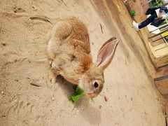 -前小桔亲子创意农场·草莓采摘·露营烧烤