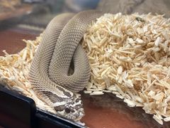 -帕帕拉兹宠物(亚洲旗舰店)