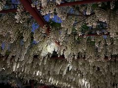-嘉定紫藤园
