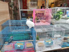 -苏州市皮市街花鸟工艺品市场