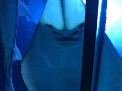 -迪拜水族馆及水下动物园